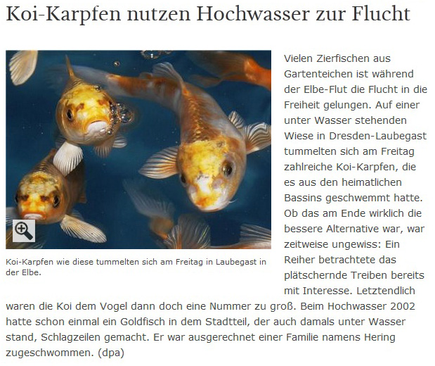 Hochwasser (269).jpg - SZ-Online